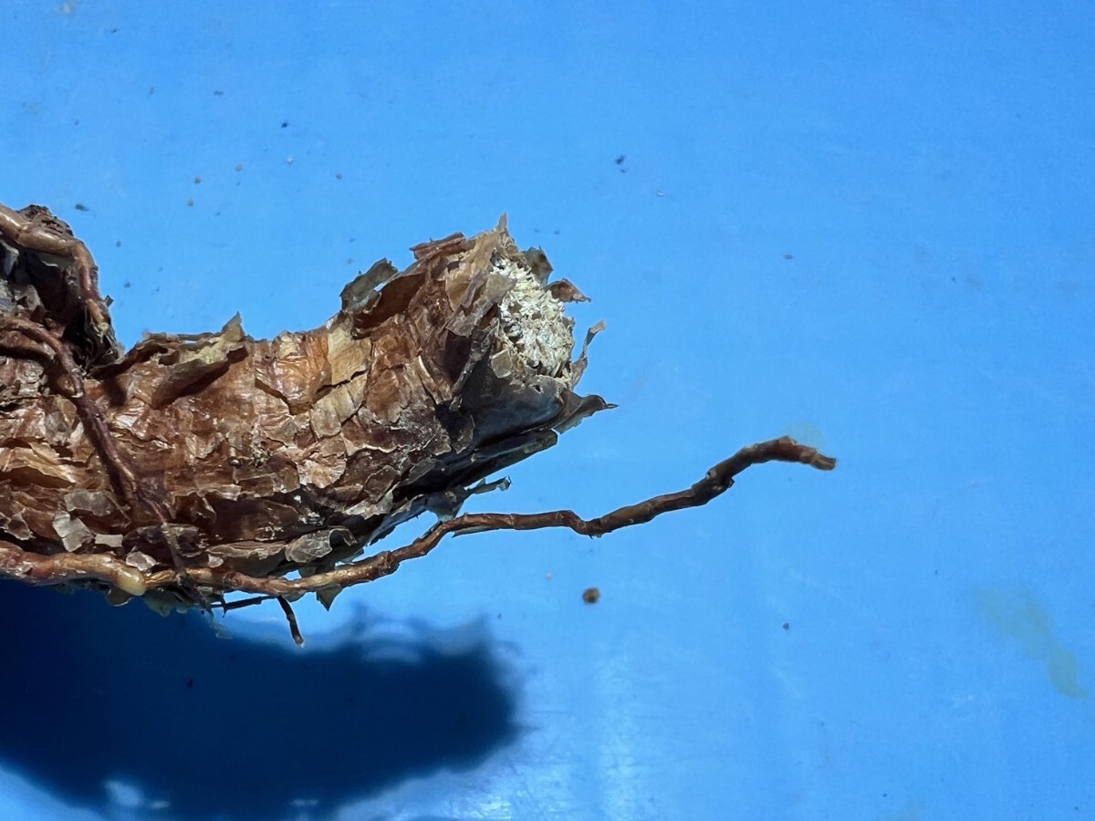 Ceraria pygmaea ベアルー卜 94_ ケラリア ピグマエア 抜き苗 Ceraria pygmaea ベアルー卜 94_ ケラリア ピグマエア 抜き苗