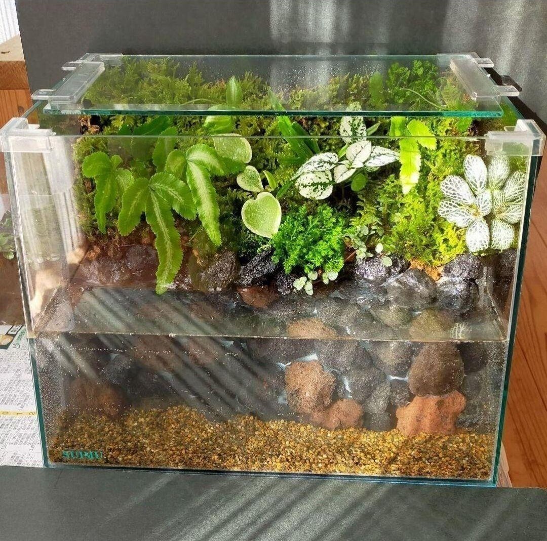 自然の中の飼育箱、ミニ苔アクアリウム