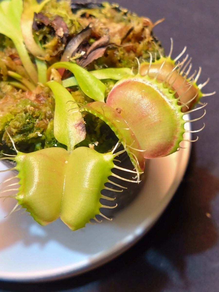 【BCP】Dionaea muscipula 'BCP clone aka red blade Angel Wings' [BCP # 1941-50，73，74] ハエトリソウ ディオネア　食虫植物