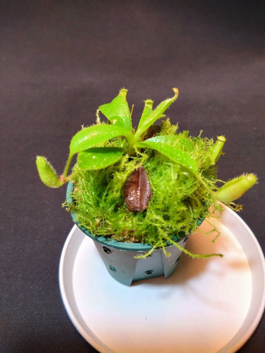 AW Nepenthes x Trusmadiensis G. Trusmadi Borneo Clone: 04 食 AW Nepenthes x Trusmadiensis G. Trusmadi Borneo Clone: 04 食