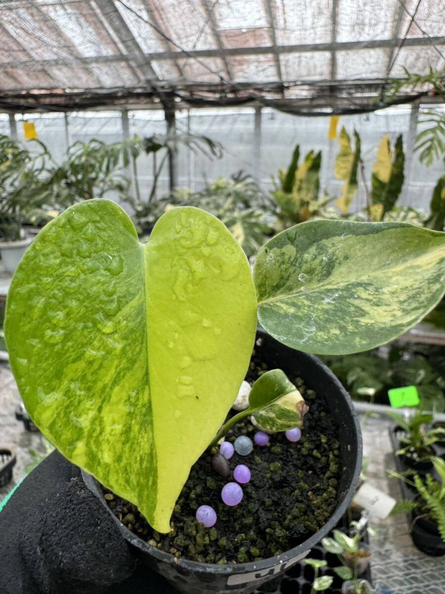 U1モンステラデリシオーサ イエローマリリン Monstera Deliciosa U1モンステラデリシオーサ イエローマリリン Monstera Deliciosa