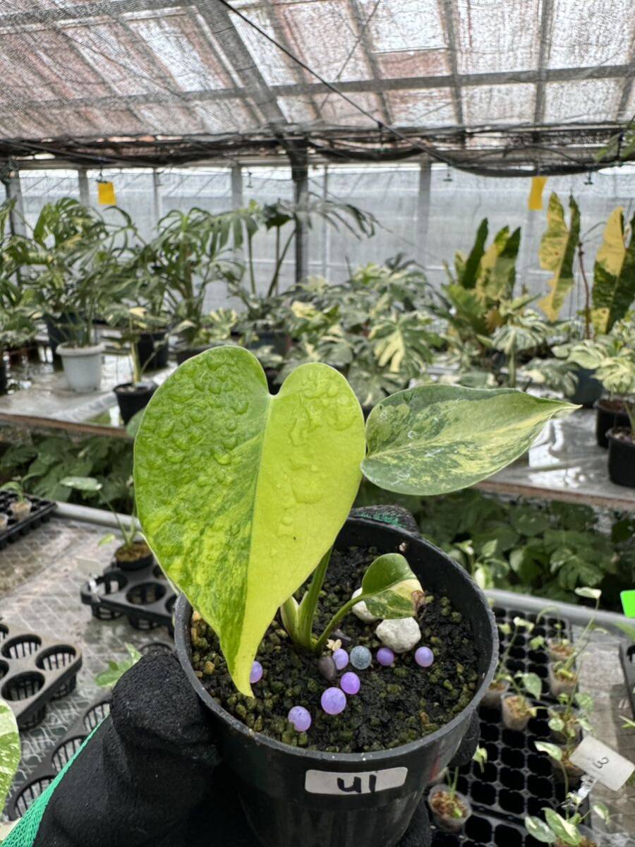 U1モンステラデリシオーサ イエローマリリン Monstera Deliciosa U1モンステラデリシオーサ イエローマリリン Monstera Deliciosa