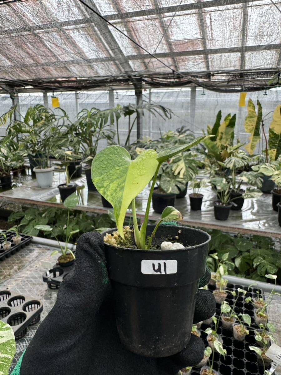 U1モンステラデリシオーサ イエローマリリン Monstera Deliciosa U1モンステラデリシオーサ イエローマリリン Monstera Deliciosa