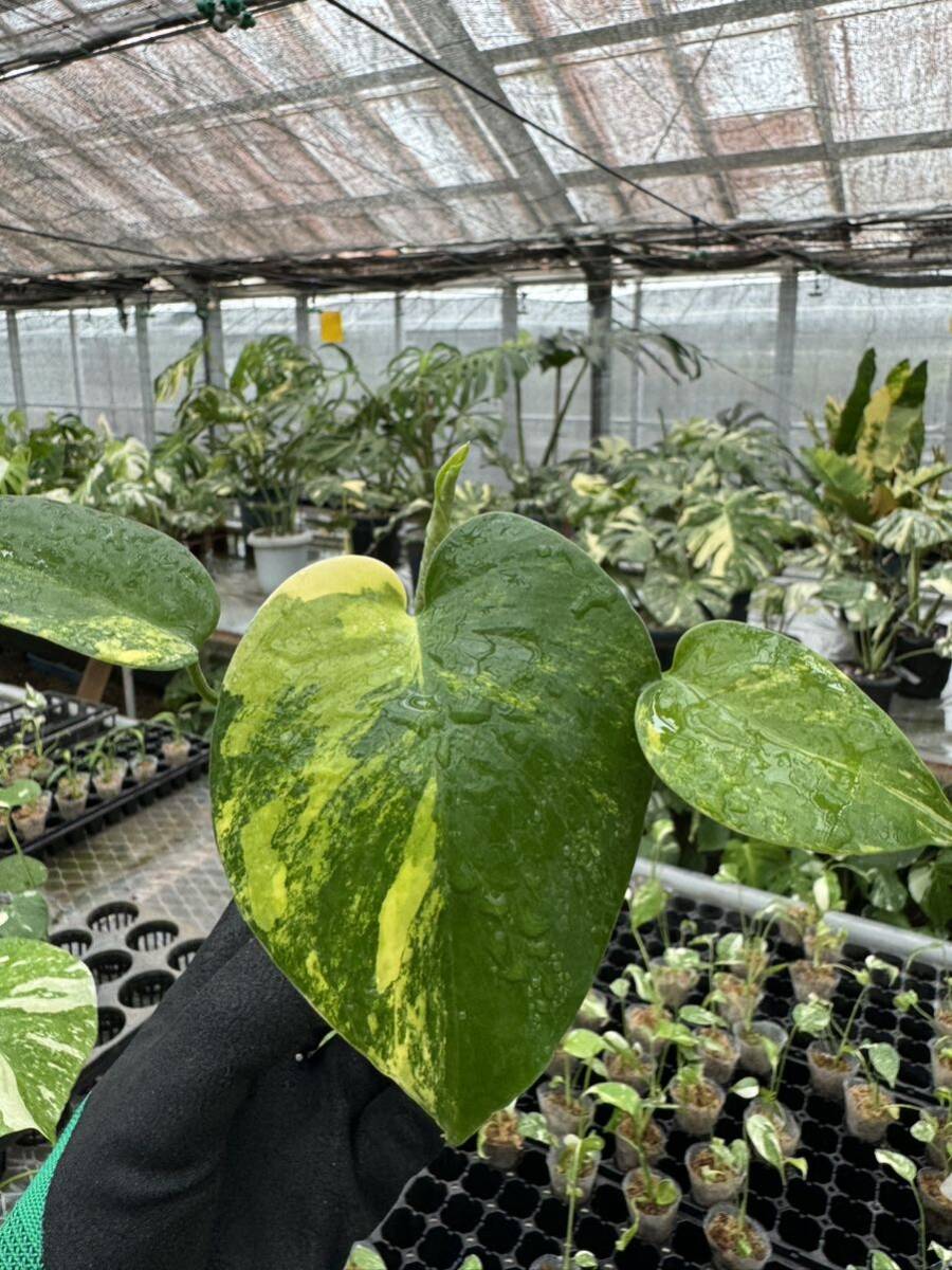 U5モンステラデリシオーサ イエローマリリン Monstera Deliciosa U5モンステラデリシオーサ イエローマリリン Monstera Deliciosa