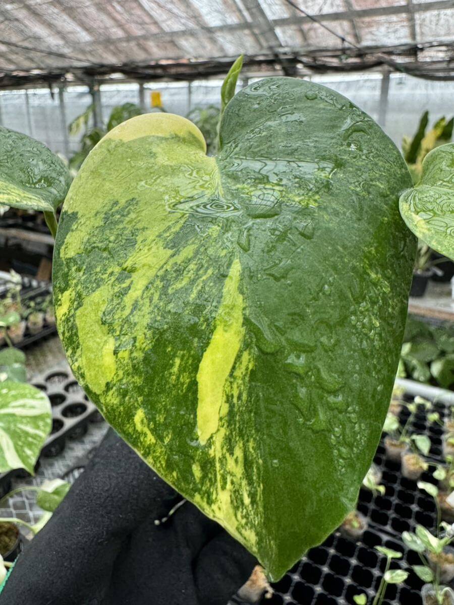 U5モンステラデリシオーサ イエローマリリン Monstera Deliciosa U5モンステラデリシオーサ イエローマリリン Monstera Deliciosa