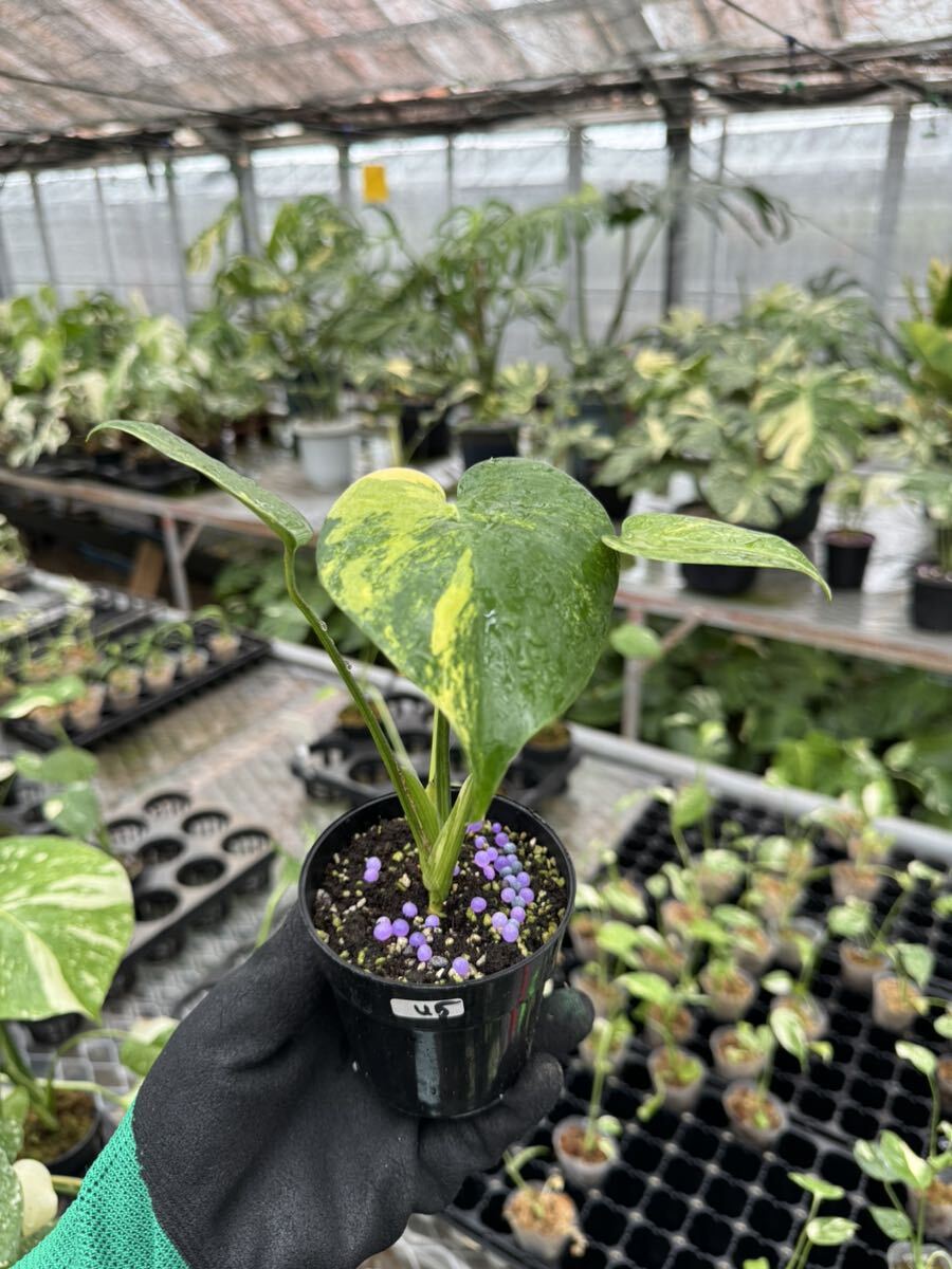 U5モンステラデリシオーサ イエローマリリン Monstera Deliciosa U5モンステラデリシオーサ イエローマリリン Monstera Deliciosa