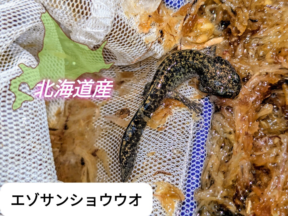 エゾサンショウウオ 上陸幼体 3頭+1頭 合計4頭  金粉カラー良好【送料込み】(イモリ、サラマンダー)｜売買されたオークション情報、Yahoo!オークション(旧ヤフオク!) の商品情報をアーカイブ公開  - オークファン（aucfan.com）