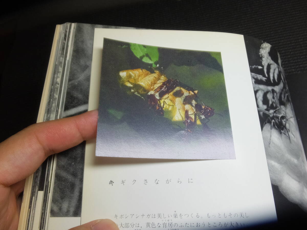 古書価25万円!田淵行男!小さなラガーたち!アシナガバチの生態 古書価25万円!田淵行男!小さなラガーたち!アシナガバチの生態