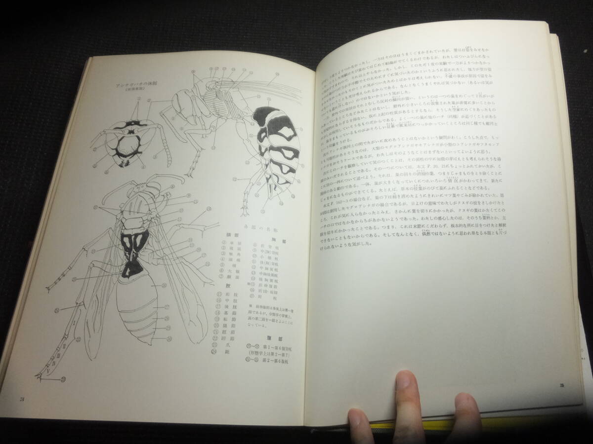古書価25万円!田淵行男!小さなラガーたち!アシナガバチの生態 古書価25万円!田淵行男!小さなラガーたち!アシナガバチの生態