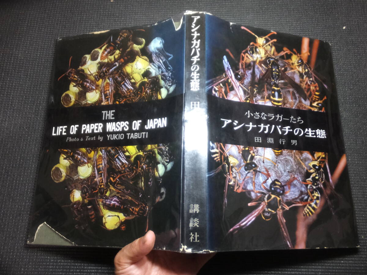29410円 古書価25万円!田淵行男!小さなラガーたち 29410円 古書価25万円!田淵行男!小さなラガーたち
