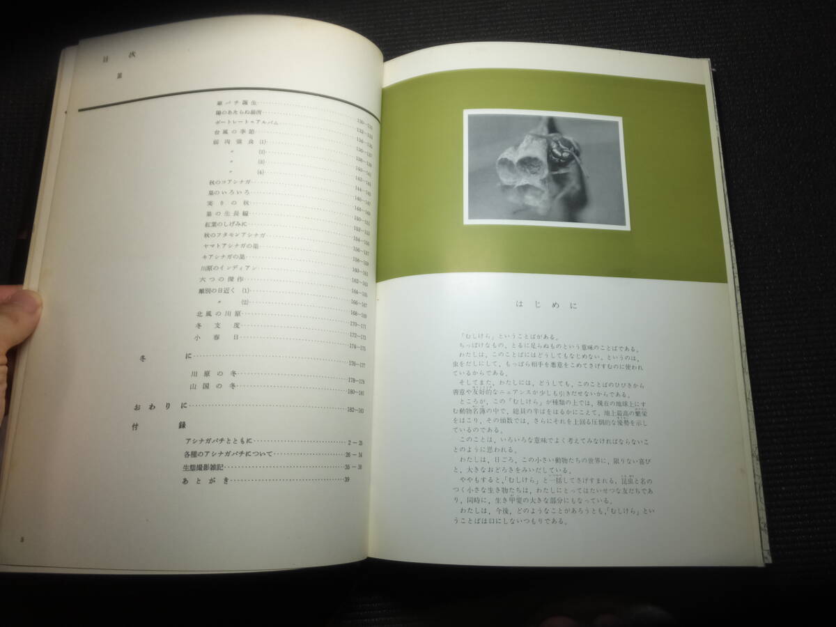古書価25万円!田淵行男!小さなラガーたち!アシナガバチの生態 古書価25万円!田淵行男!小さなラガーたち!アシナガバチの生態