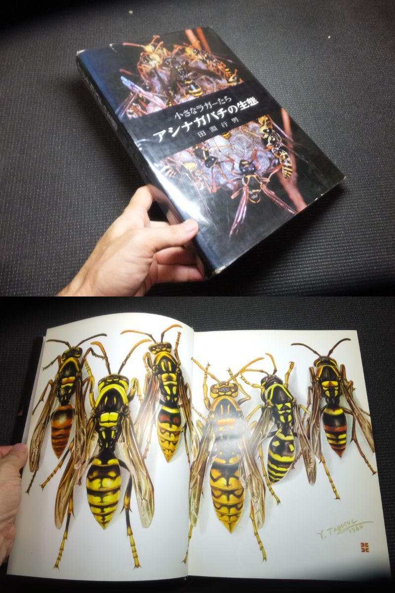 古書価25万円！田淵行男！小さなラガーたち！アシナガバチの生態！　　　　　検安曇野の蝶高山蝶大雪の蝶日本アルプスの蝶標本クワガタムシ