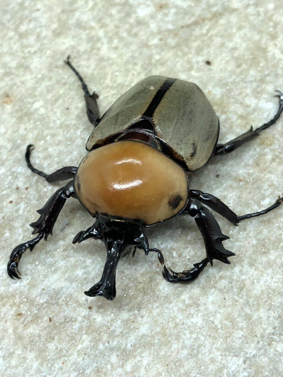 【即ブリ】ヨツボシヒナカブト　♂♀ペア　cbf1