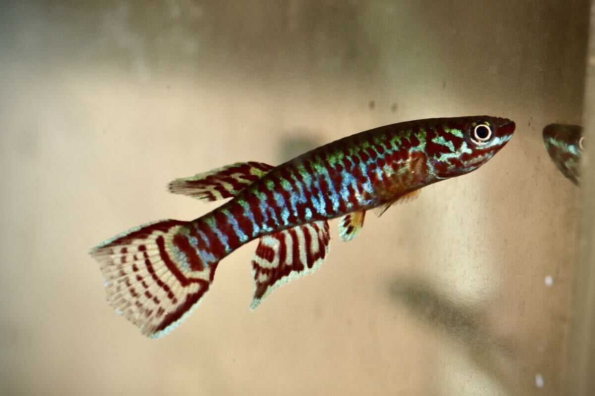 卵生メダカアフィオセミオン アフリカカメルーン産Aphyosemion bualanum ndoumba JVC17/18 1pair