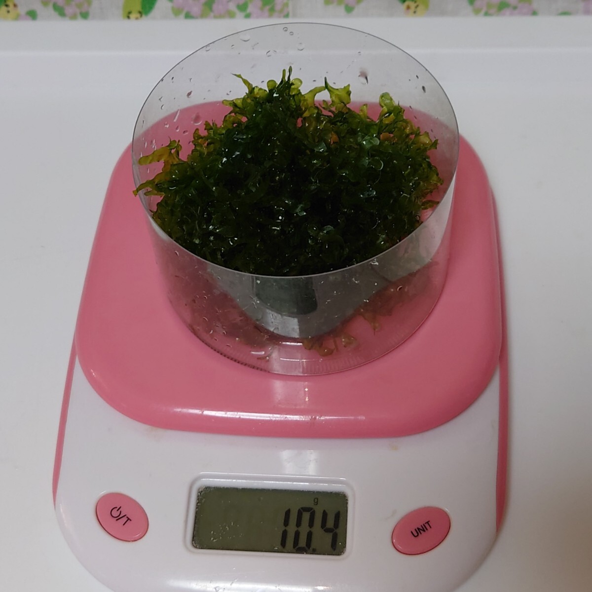  Moss fan 10g( Willow Moss freebie is possible to do ) coming off . water plants 