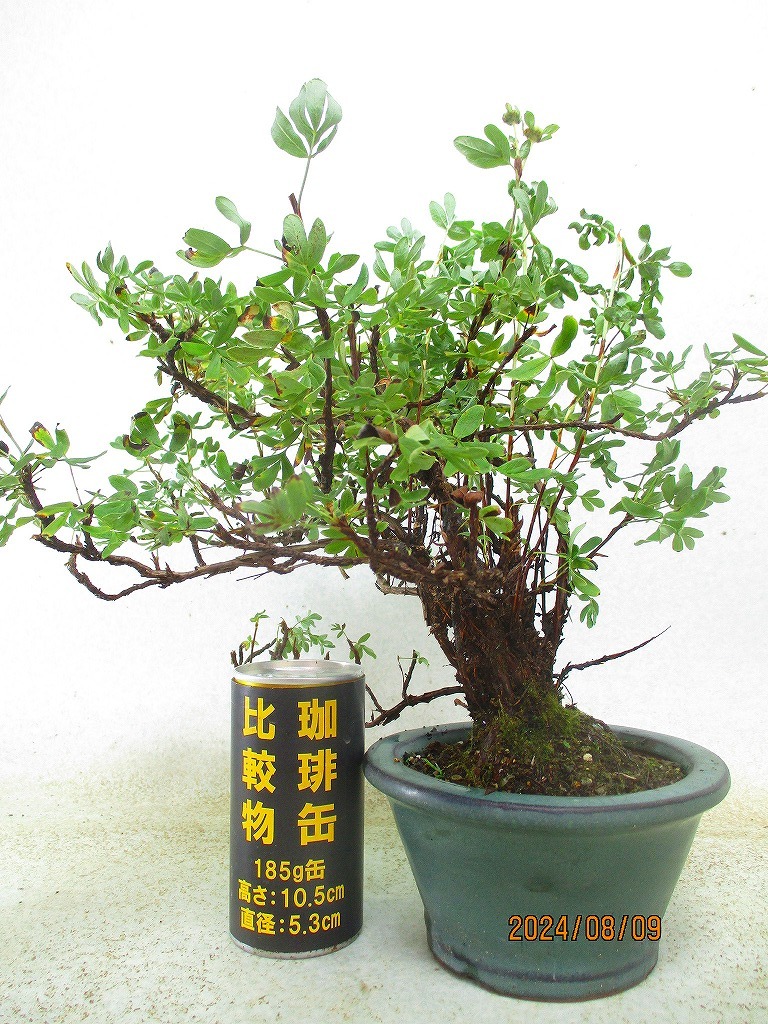 [讃岐屋緑兵衛]キンロバイ(8637草均釉丸鉢)全高：32㎝※同梱包は「まとめて取引」手続厳守※送料明記＊説明必読