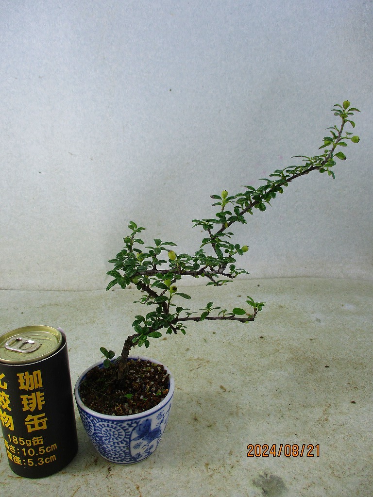 [讃岐屋緑兵衛] カマツカコケモモ (8911)全高：28㎝※同梱包は「まとめて取引」手続厳守※送料明記＊説明必読