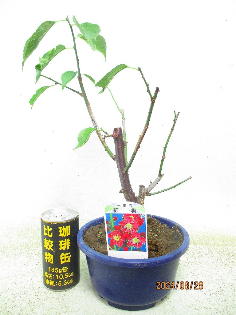 [.. shop green ..][SALE] red-blossomed plum tree goods kind unknown one -ply .(81376 blue circle pra pot ) total height :37.* same packing is [ together transactions ] procedure strict observance * postage clear writing * explanation obligatory reading 