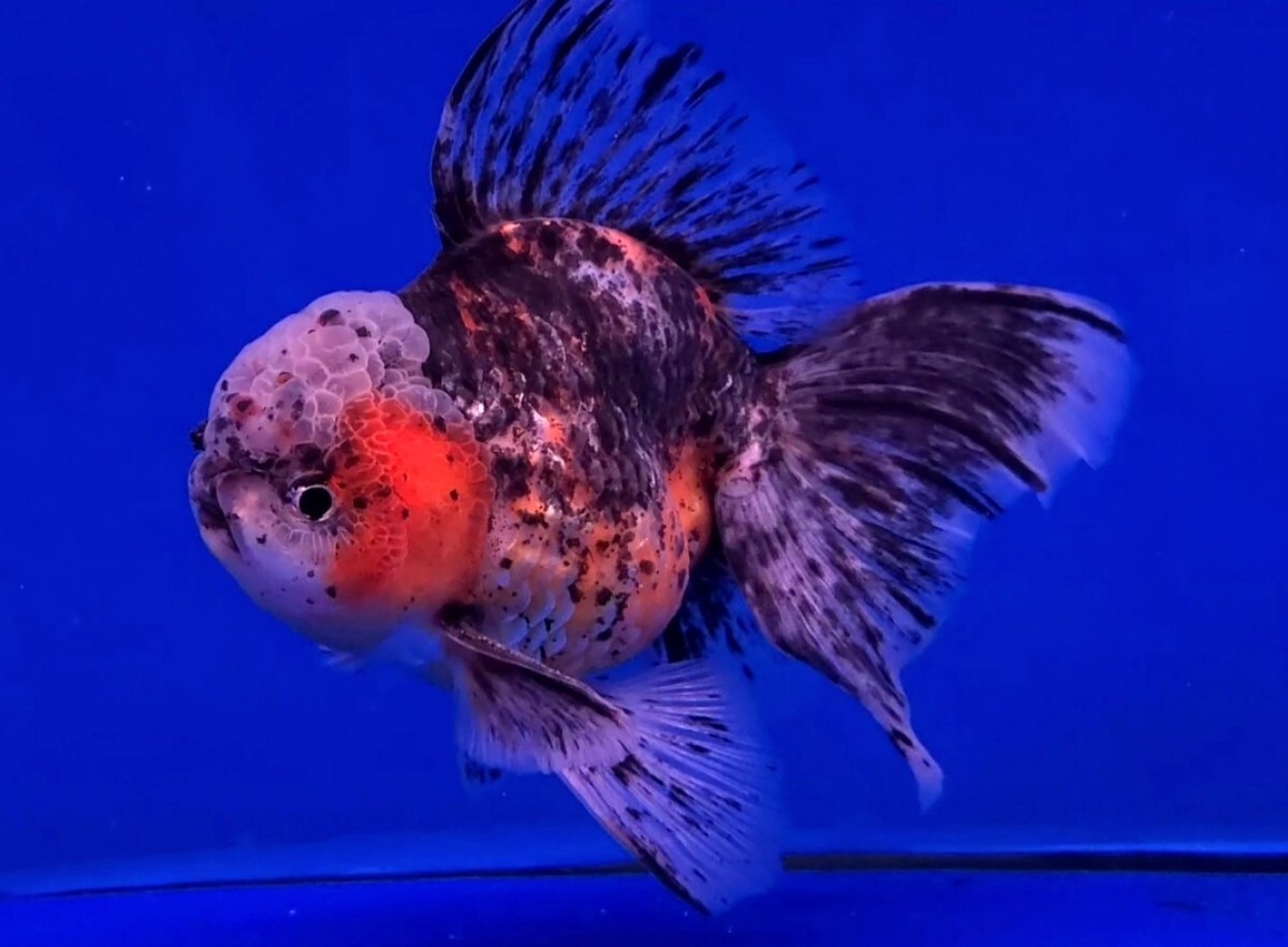 極上 タイ産　 ハイフィン 東錦オランダ ローズテール 　オス　16cm 　 保証有り 獅子頭 A2