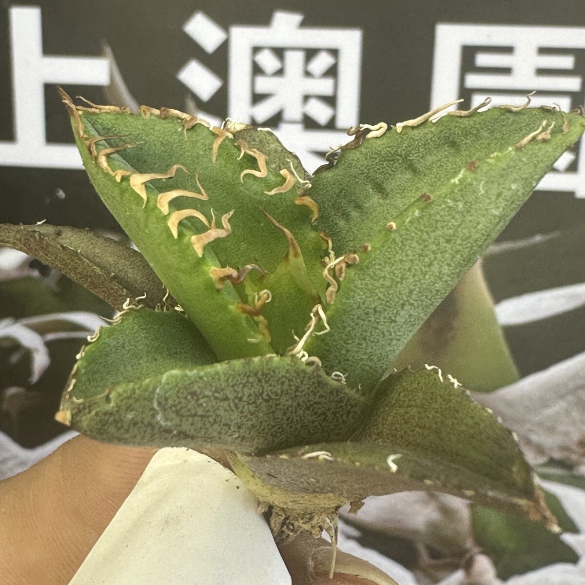 285 上澳園芸 アガベ チタノタ shangao-012 蚩尤 裏棘 表棘 優良 285 上澳園芸 アガベ チタノタ shangao-012 蚩尤 裏棘 表棘 優良