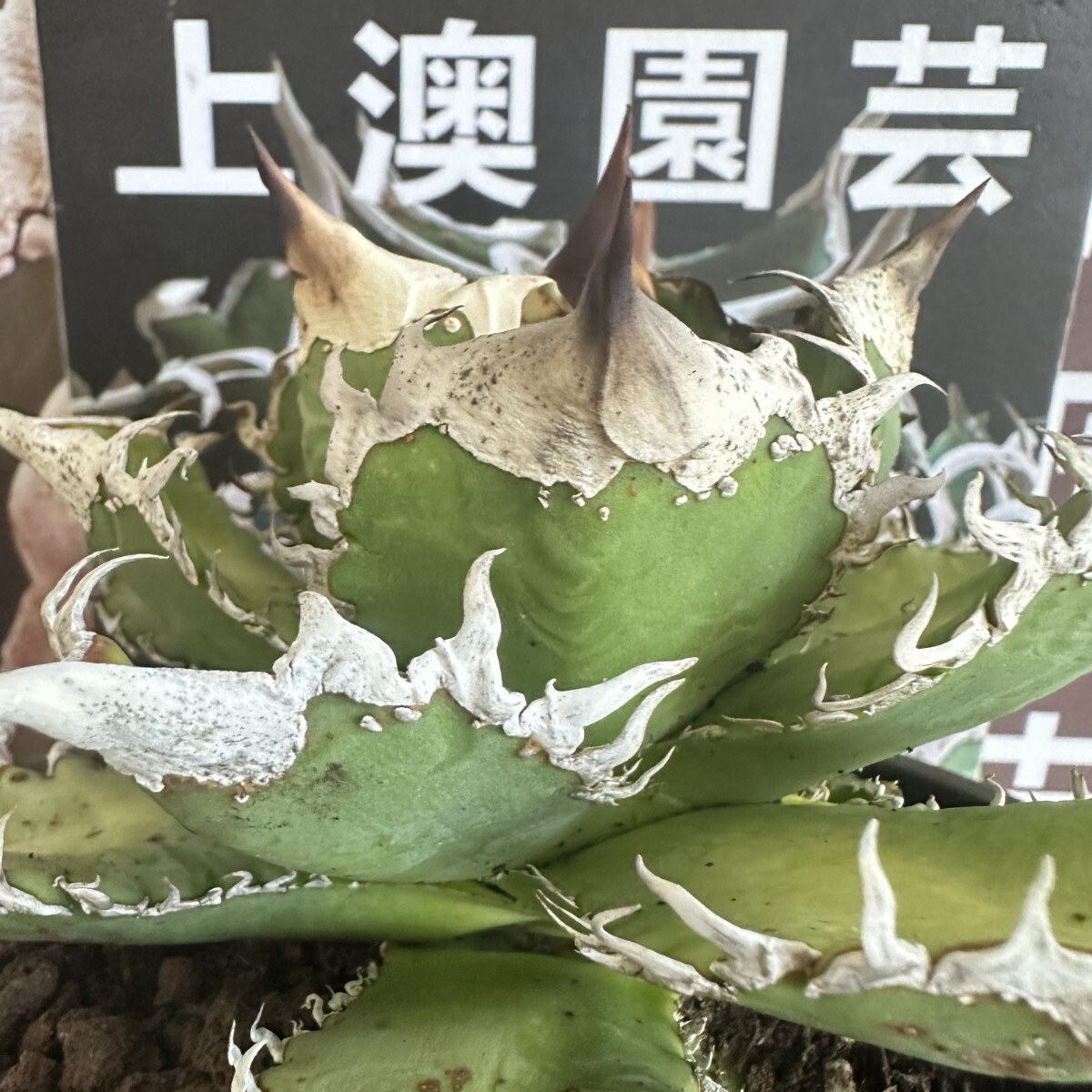 Yahoo!オークション - 338【上澳園芸】 アガベ チタノタ shangao Yahoo!オークション - 338【上澳園芸】 アガベ チタノタ shangao