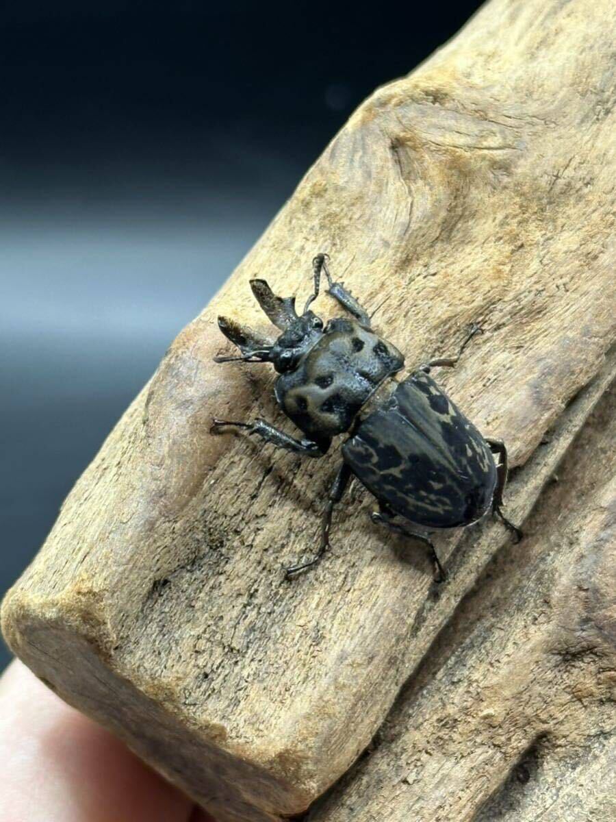 ムナコブクワガタ　幼虫１０匹