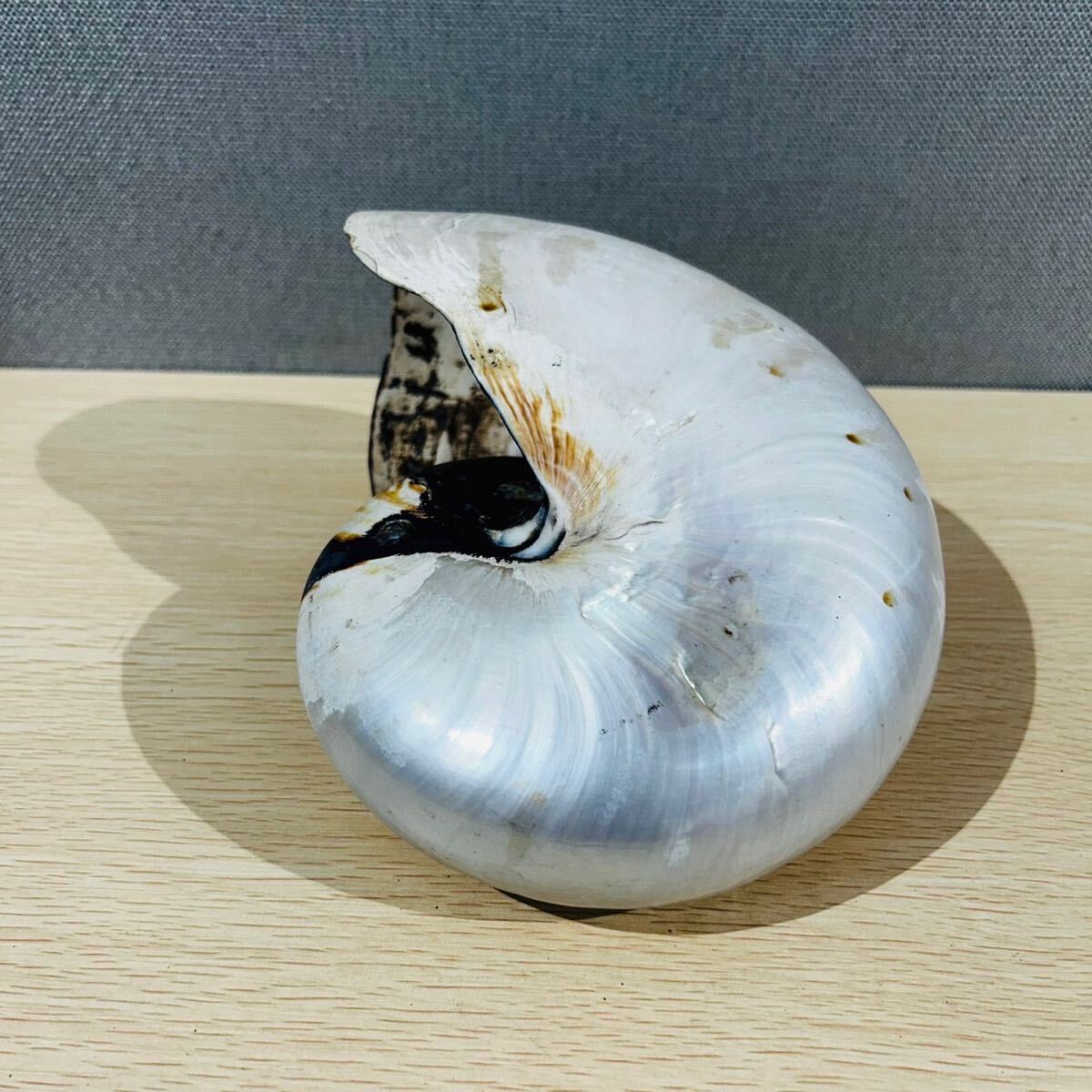 オウムガイ オームガイ オーム貝 シェル 貝殻 原貝 横約22cm 縦 オウムガイ オームガイ オーム貝 シェル 貝殻 原貝 横約22cm 縦