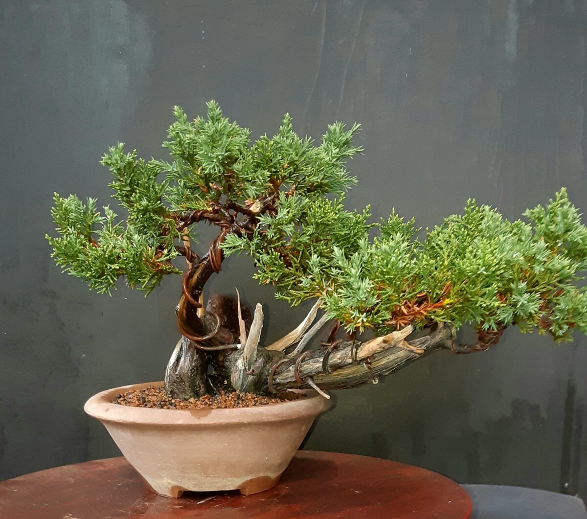 小品盆栽素材「糸魚川真柏」　盆栽角