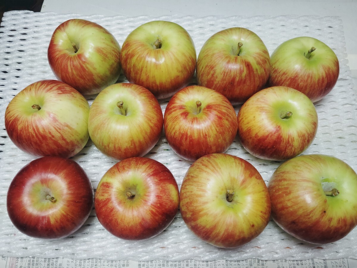 信州産リンゴ　サンつがる　２，５ｋｇ　ご家庭用
