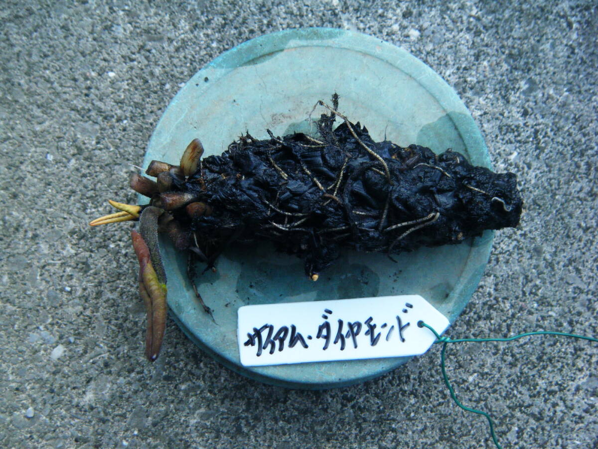 開田屋水園 耐寒性睡蓮 サイアム ダイヤモンド スイレン 苗 開田屋水園 耐寒性睡蓮 サイアム ダイヤモンド スイレン 苗