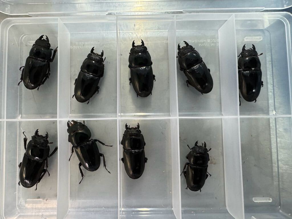 【N】パラワンオオヒラタ③ 新成虫♀9匹