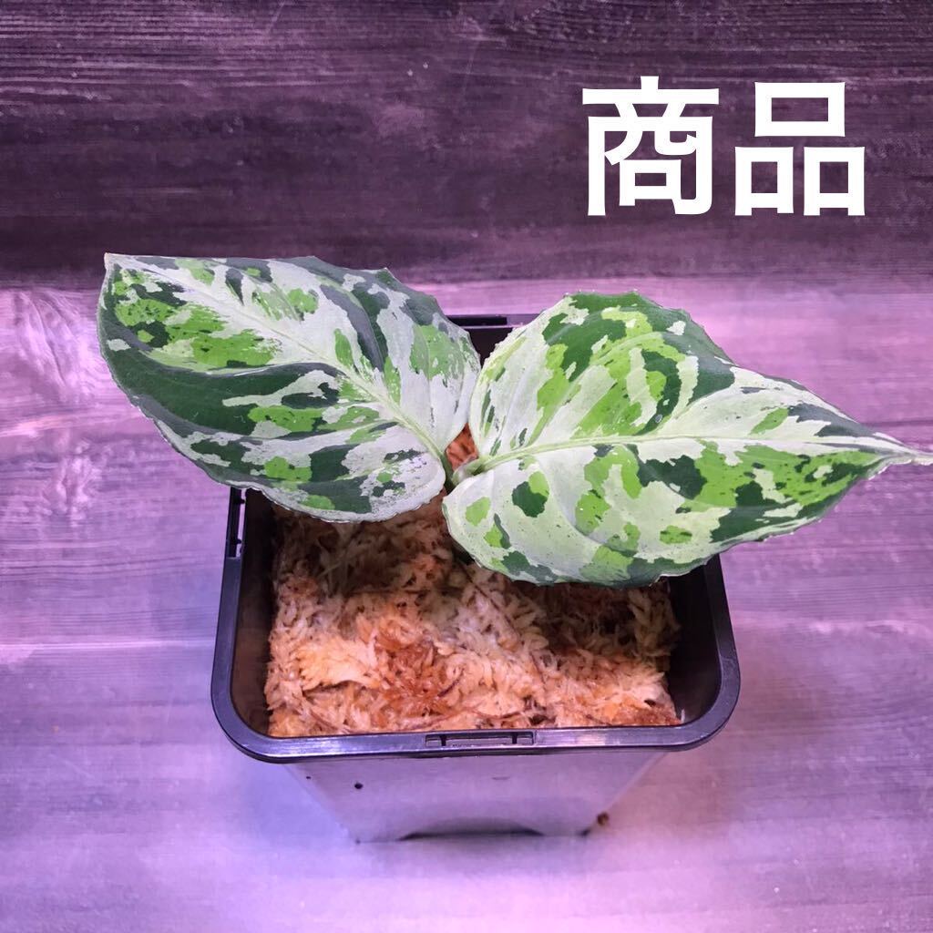 Yahoo!オークション - アグラオネマ ピクタム(MBY-2023/TSR/KGH) Yahoo!オークション - アグラオネマ ピクタム(MBY-2023/TSR/KGH)