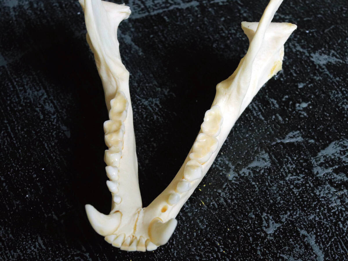 アライグマ(ラクーン)の頭骨標本骨格標本／頭骨／剥製｜Yahoo!フリマ
