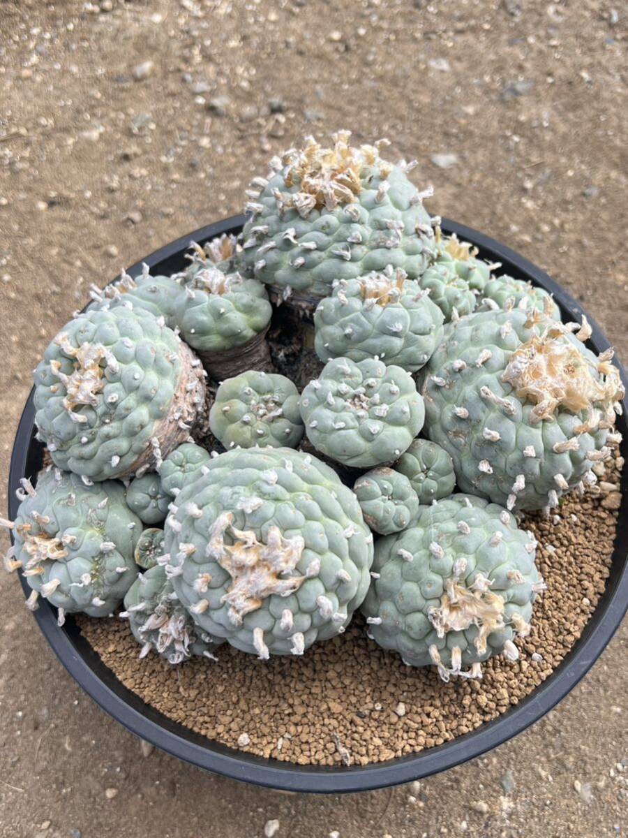 輸入大疣銀冠玉群生 | Cactus Green