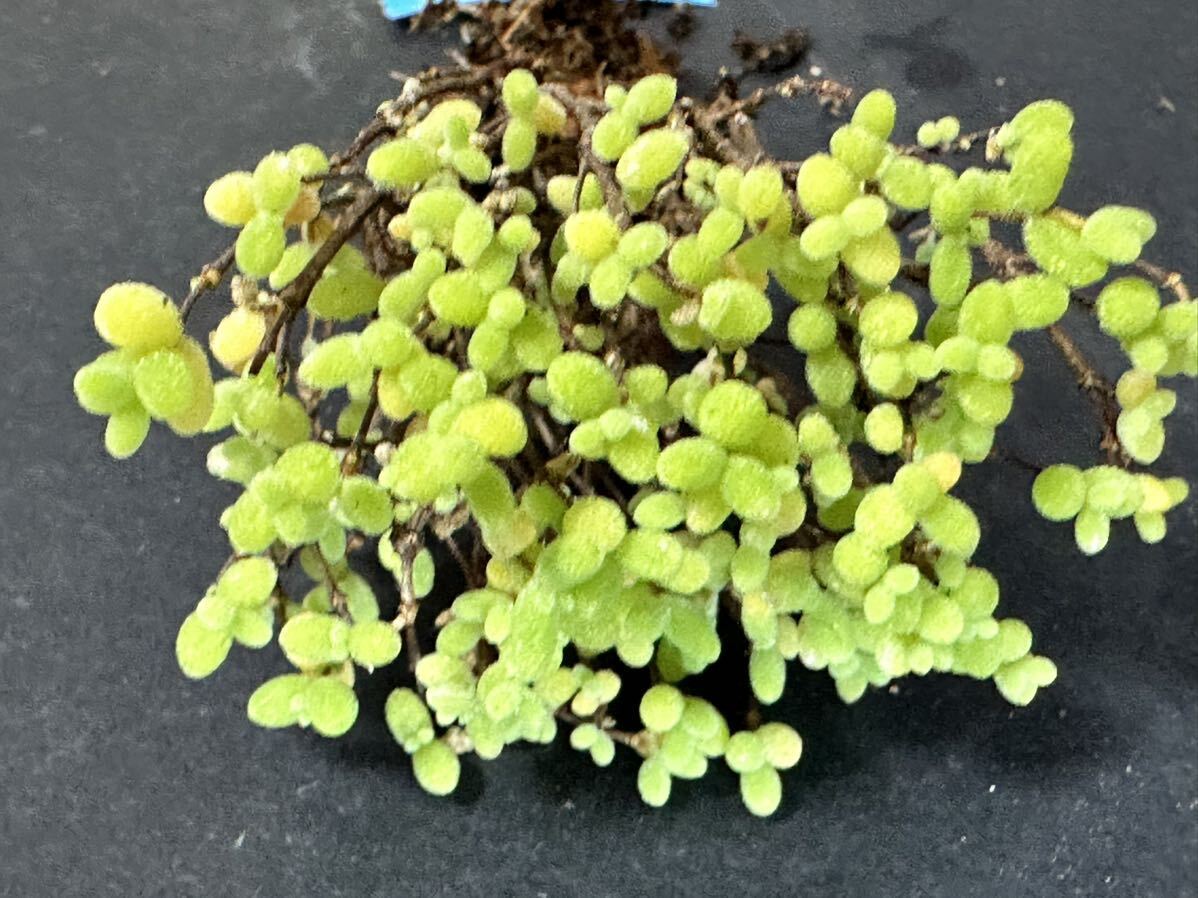 No.916 特選 観葉植物 ドロサンテマム　蜜橘　超レア 限定株 新入荷
