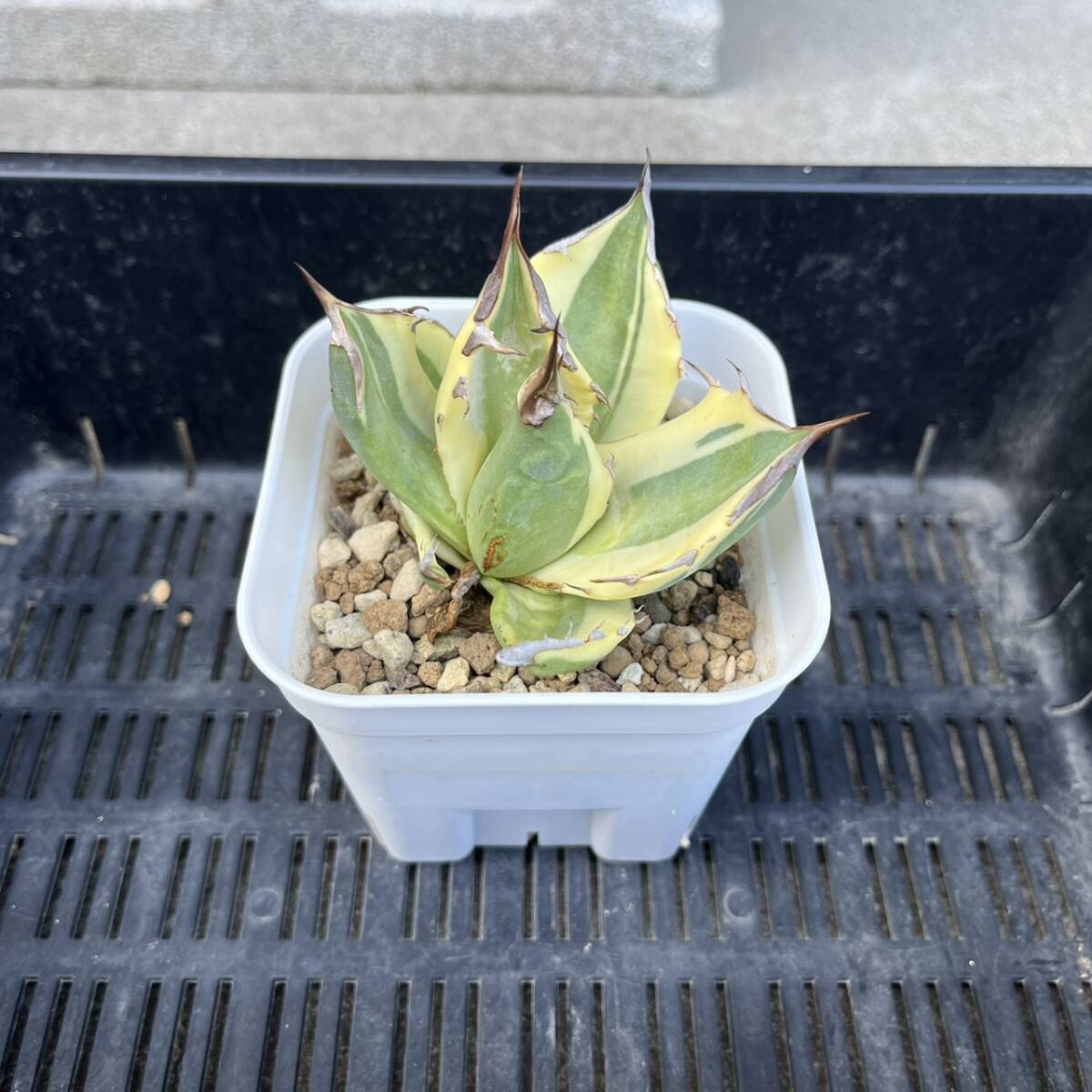 【多肉植物】Agave titanota　スナグルトゥース　胴切りからの子株【アガベ】