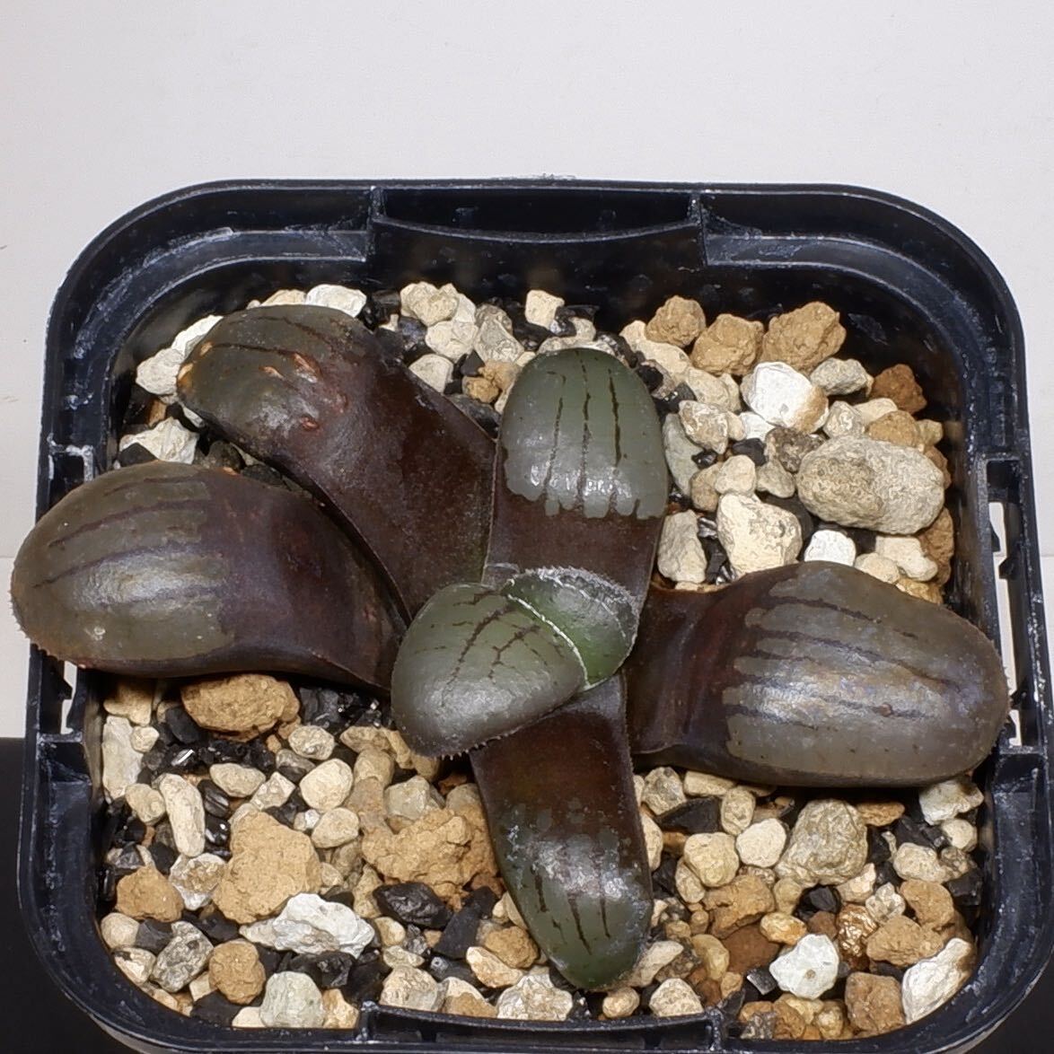 （２４−８２０）ハオルチア スプリングボクブラケンシス H. springbokvlakensis， 10km E of Middlewater， Seed ex C. Marais