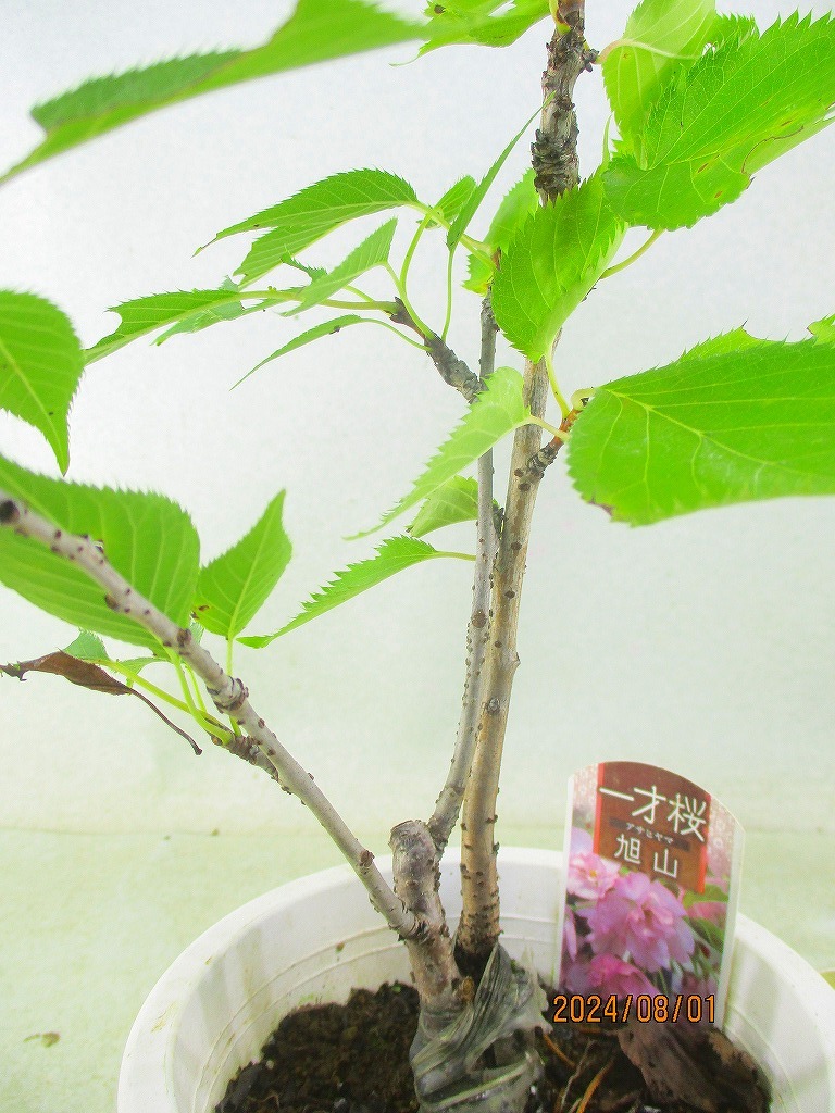 [. manner sapling Ryuutsu ] asahi mountain Sakura (895) total height :45.* same packing is [ together transactions ] procedure strict observance *100 size * postage clear writing 