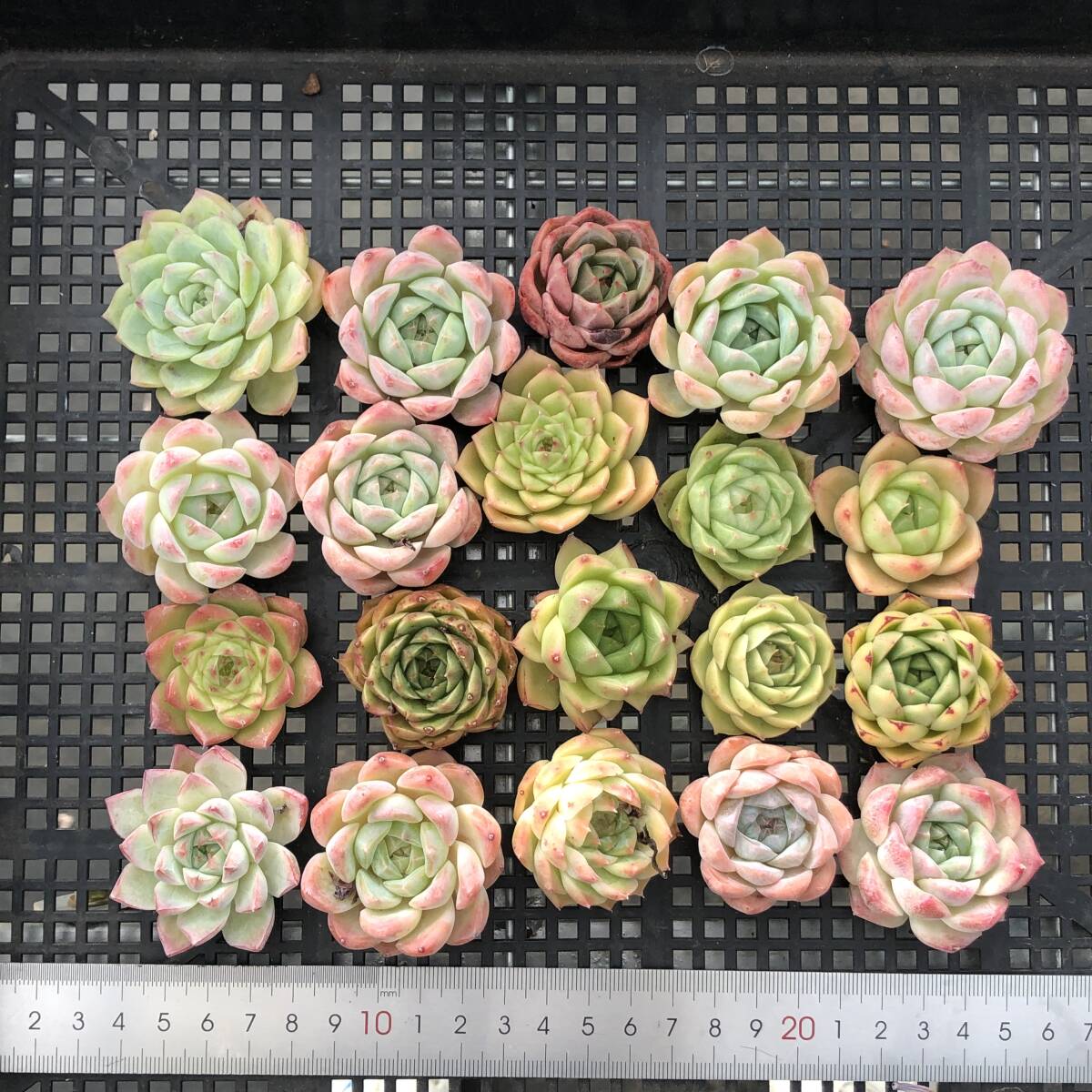 * Top　エケベリア　20個　0828-OE49　多肉植物　カット　ミックス苗　出荷日9/5か6