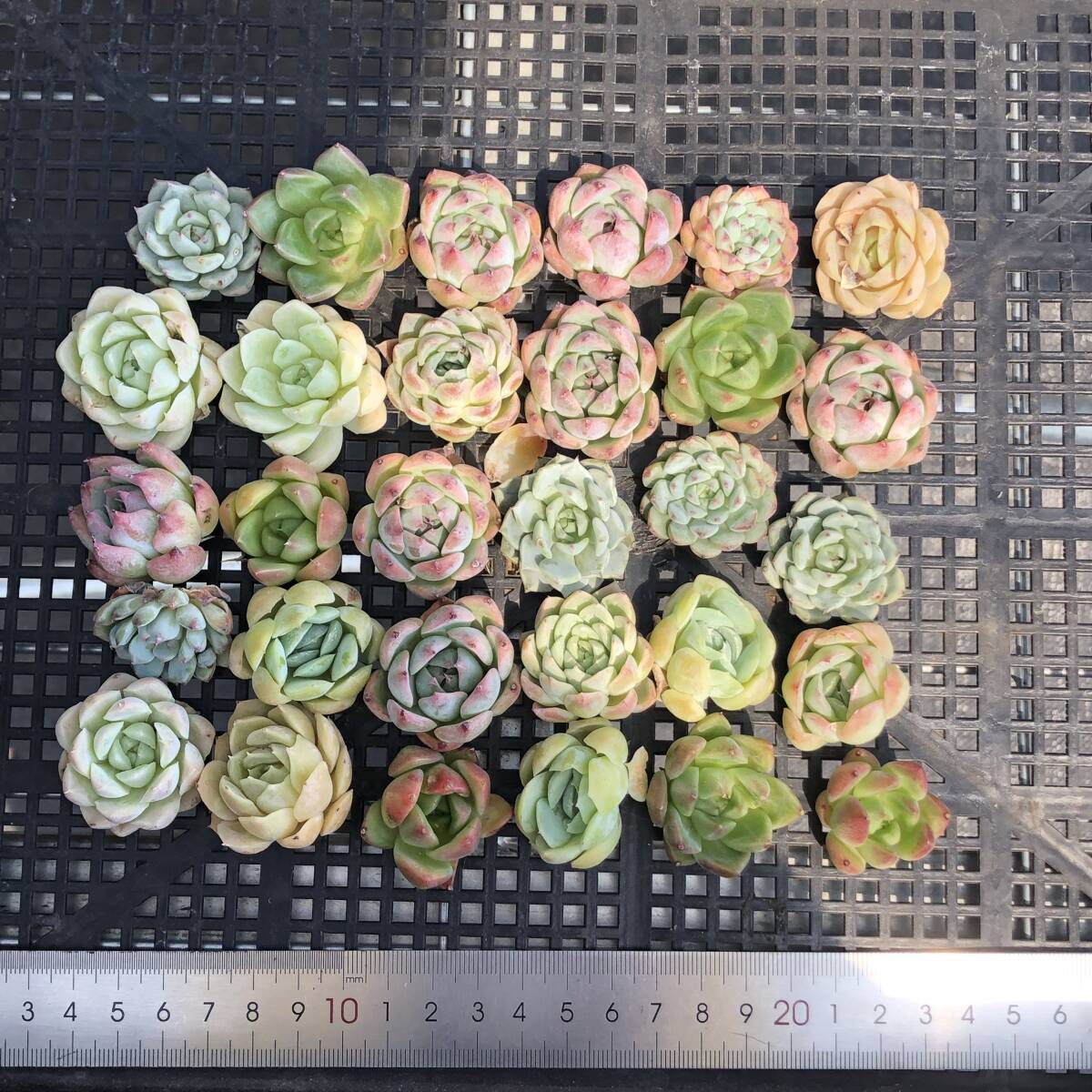 * Top　エケベリア　30個　0904-OI19　多肉植物　カット　ミックス苗　出荷日9/6　※0829終了の商品と同梱ができません。