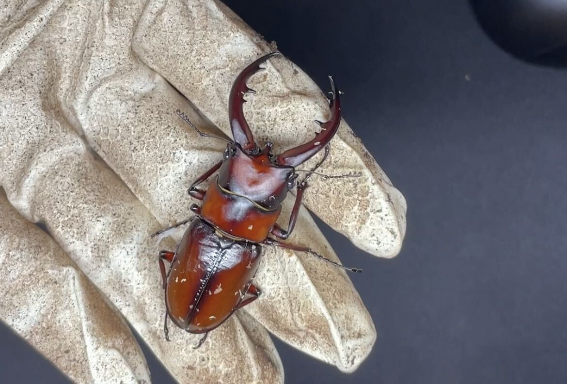 トカラノコギリクワガタ トリオ
