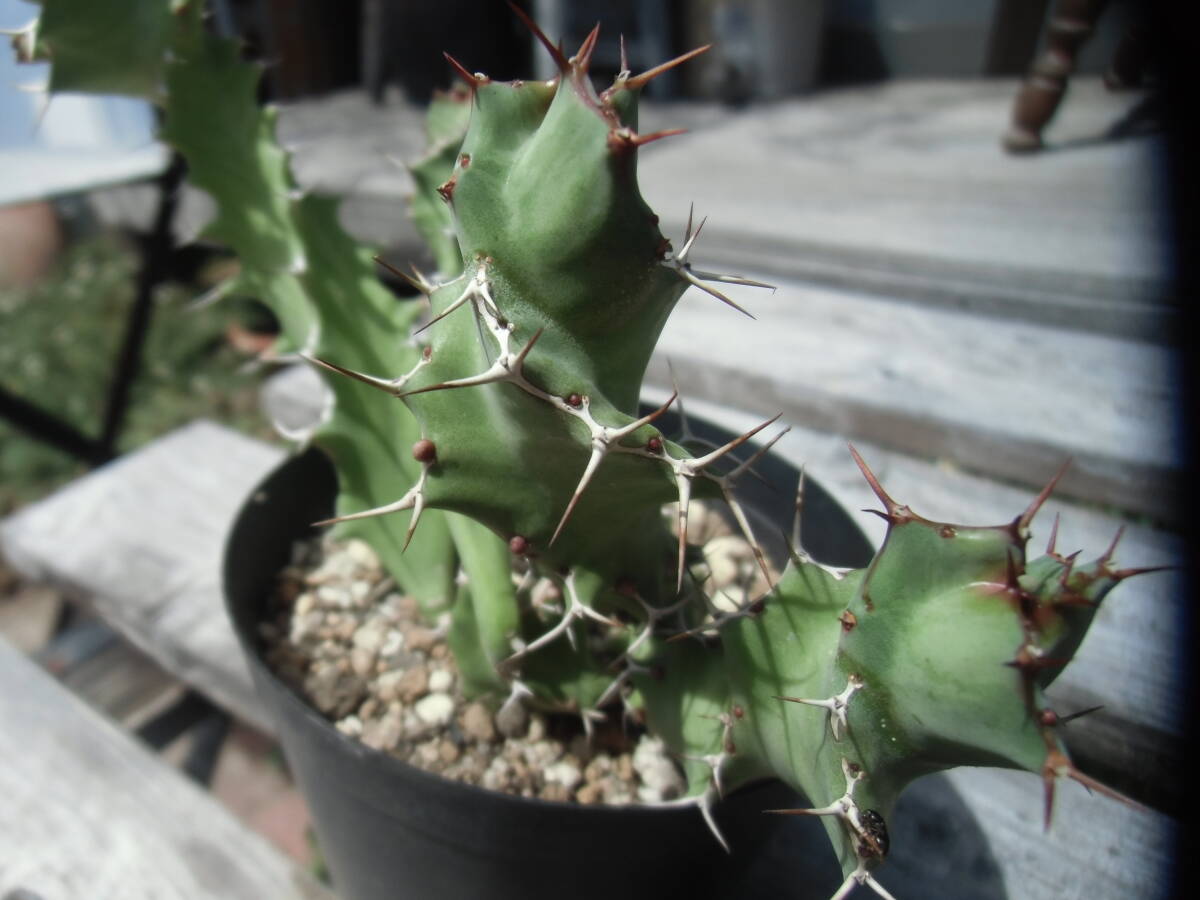 Bibian 比比昂- ☆ ユーフォルビアトルチラマEuphorbia Bibian 比比昂- ☆ ユーフォルビアトルチラマEuphorbia
