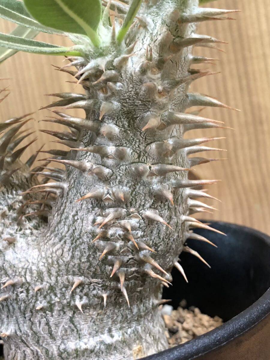 パキポディウム・伊藤ハイブリッド 観葉植物 パキポディウム・伊藤ハイブリッド 観葉植物