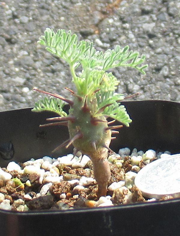 サルコカウロン　ヘレイ　実生苗