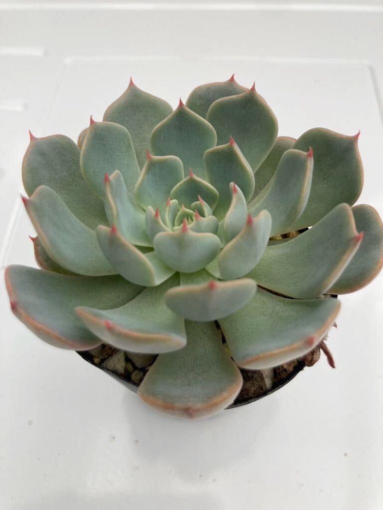 眠り姫 ミックスベリア 多肉植物 エケベリア 青札 おらいさん苗 眠り姫 ミックスベリア 多肉植物 エケベリア 青札 おらいさん苗
