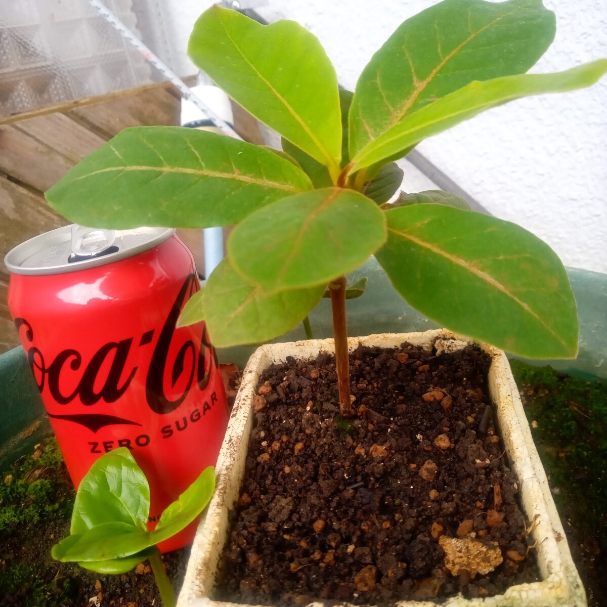 とし　リピート価格　ももたまな葉　1000　枚 とし様専用 リピート価格 ももたまな葉 1000 枚