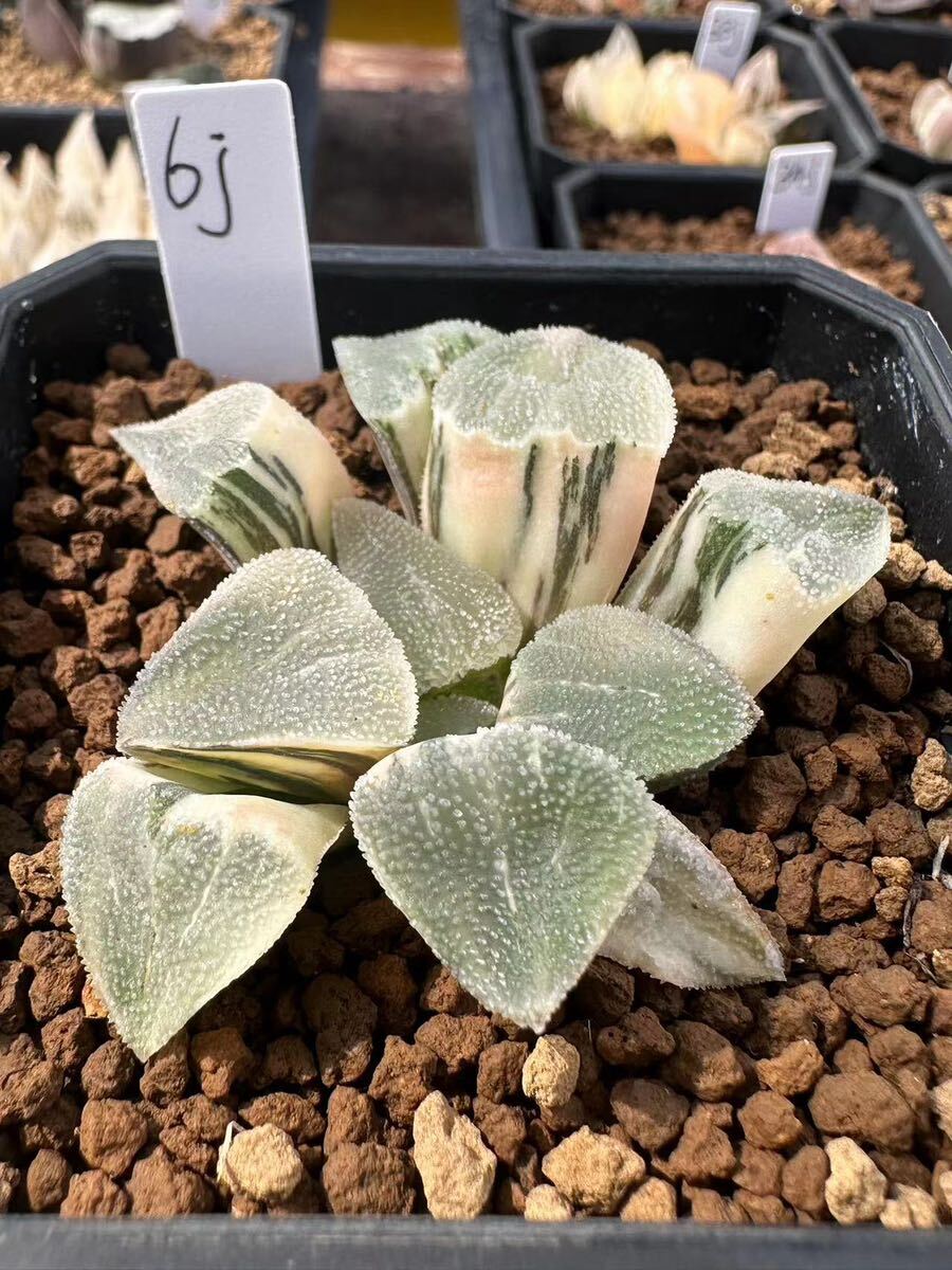 12AAA ハオルチア 多肉植物 丸葉ハートピグマエア錦 自家繁殖 6j ハオルチア 多肉植物 丸葉ピグマエア錦 自家繁殖|観葉植物