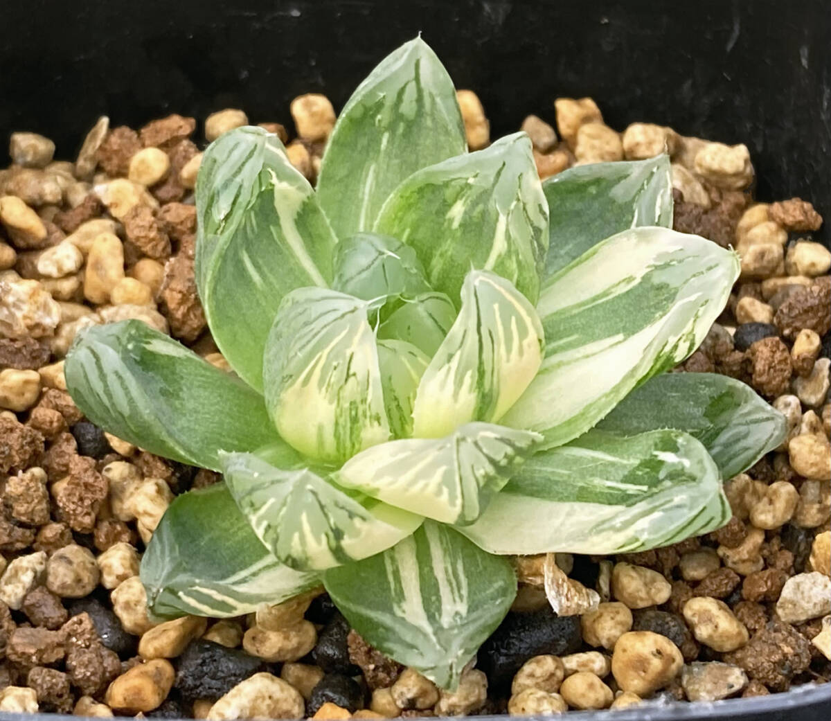 こげ出品です！　ハオルチア　オブツーサ錦　カキ仔苗 Yahoo!オークション - 多肉植物 ハオルチア OB-1 オブツーサ錦