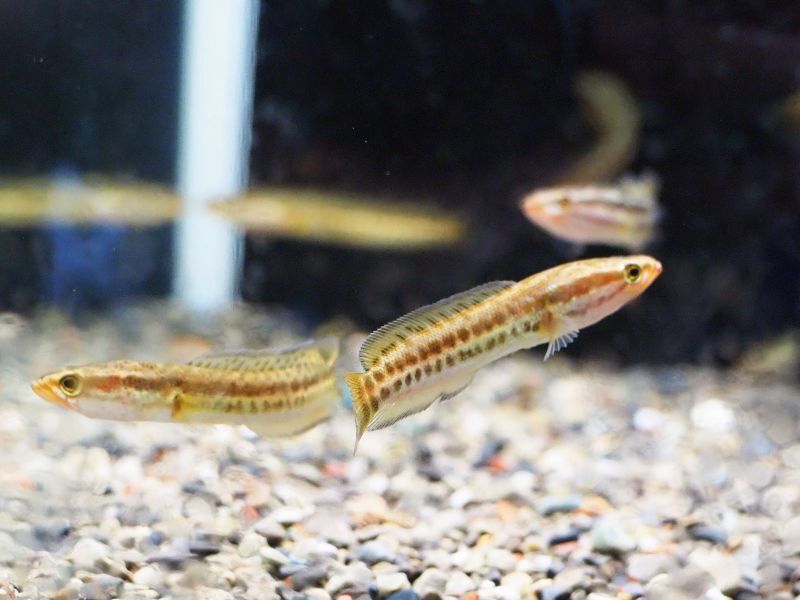 タイワンドジョウ(6‐7cm±)WILD　5匹特価セット