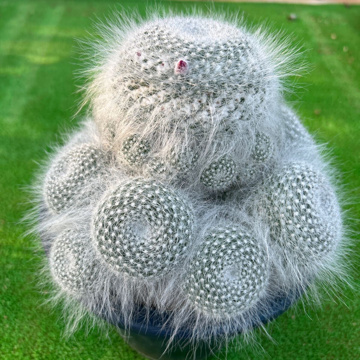 超特大　穴原玉翁殿　マミラリア　サボテン　多肉植物